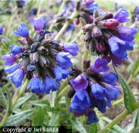 Pulmonaria longifolia 'Bertram Anderson'